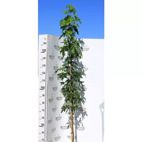 Szeldelt levelű ámbrafa Liquidambar st Worplesdon K7 175/200