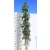 Szeldelt levelű ámbrafa Liquidambar st Worplesdon K7 175/200