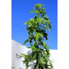 Szeldelt levelű ámbrafa Liquidambar st Worplesdon K7 175/200