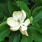 Ernyős liliomfa vagy Ernyős magnólia Magnolia tripetala K5 125/150