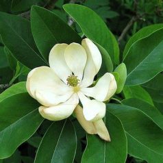   Ernyős liliomfa vagy Ernyős magnólia Magnolia tripetala K5 125/150
