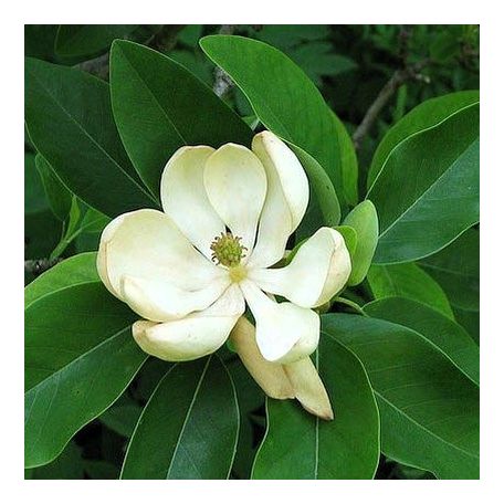 Ernyős liliomfa vagy Ernyős magnólia Magnolia tripetala K5 125/150