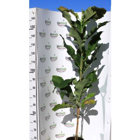 Ernyős liliomfa vagy Ernyős magnólia Magnolia tripetala K5 125/150