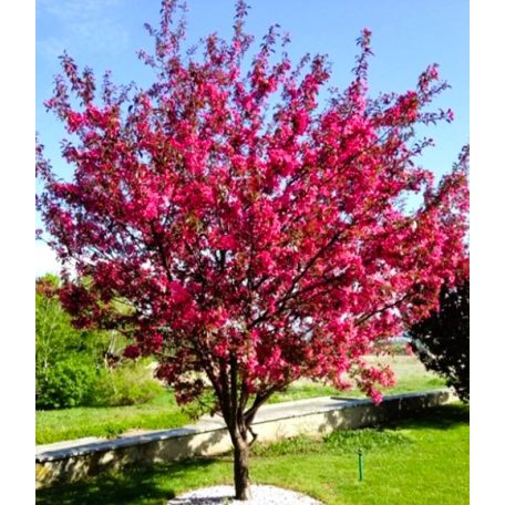 Vöröslevelű díszalma törzsesre nevelve Malus royalty törzses gömb K15 125/150