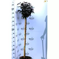   Vöröslevelű díszalma törzsesre nevelve Malus royalty törzses gömb K15 125/150