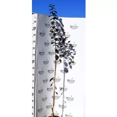 Vérszilva Prunus cerasifera Woodii K5 150/200