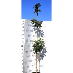   Rózsaszín virágú japán díszcseresznye Prunus serrulata Kanzan K15 175/200