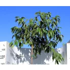 Japán csüngő díszcseresznye Prunus ser.Kiku-Shidare-Zakura 3/4 törzs