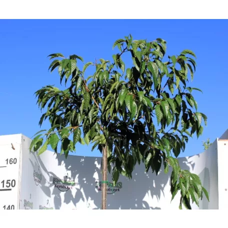 Japán csüngő díszcseresznye Prunus ser.Kiku-Shidare-Zakura 3/4 törzs