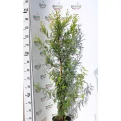 Amerikai mocsárciprus Taxodium distichum K7 100/125
