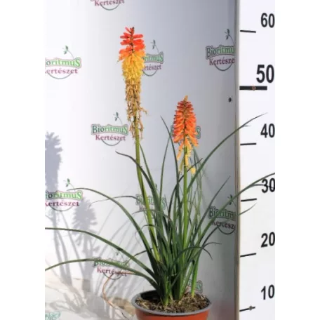 Fürtös fáklyaliliom Kniphofia 'Blackdraft' 15 cm