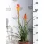Fürtös fáklyaliliom Kniphofia 'Blackdraft' 15 cm