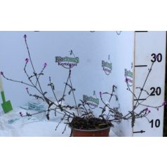   Vasfű Verbena officinalis var. grandiflora 'Bampton'