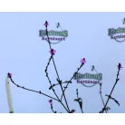 Vasfű Verbena officinalis var. grandiflora 'Bampton'