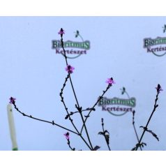   Vasfű Verbena officinalis var. grandiflora 'Bampton'