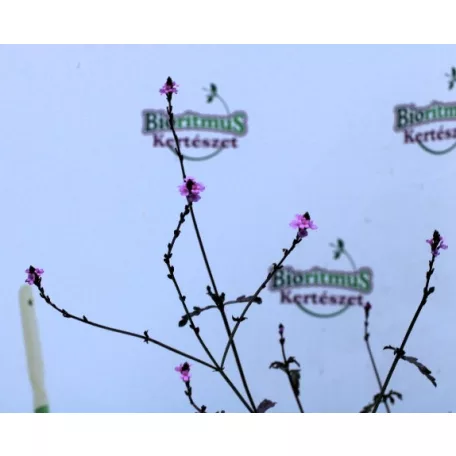 Vasfű Verbena officinalis var. grandiflora 'Bampton'
