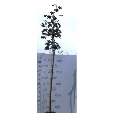 Vöröslevelű juhar Acer pl Royal Red K18 8/10