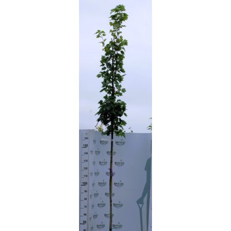 Vörös juhar Acer rubrum October Glory pf 6/8 K18 200