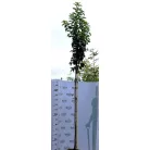 Tatár juhar Acer tataricum pf K15 10/12