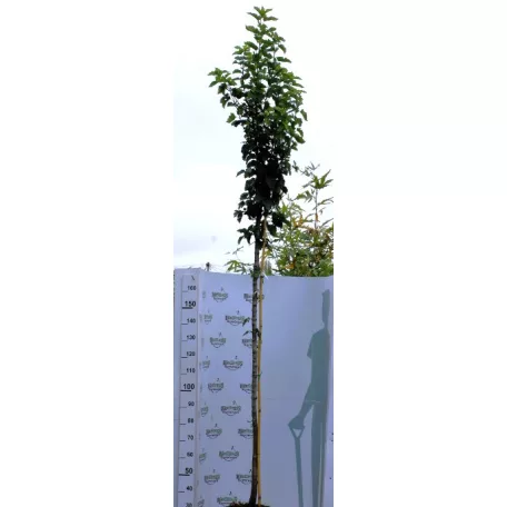 Tatár juhar Acer tataricum pf K15 8/10