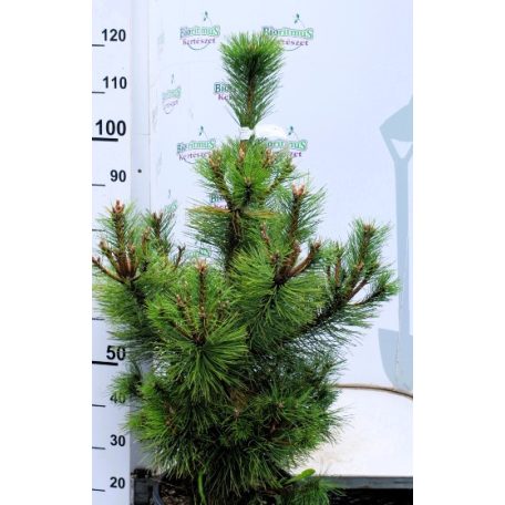 Feketefenyő Pinus nigra var. Austriaca K15 80/100