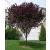 Vérszilva Prunus cerasifera Nigra K12 200/+