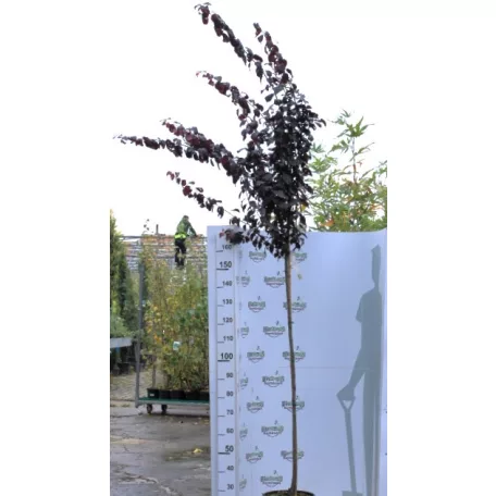 Vérszilva Prunus cerasifera Nigra K12 200/+