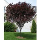 Vérszilva Prunus cerasifera Nigra sf K20 8/10