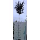 Vérszilva Prunus cerasifera Nigra sf K20 8/10