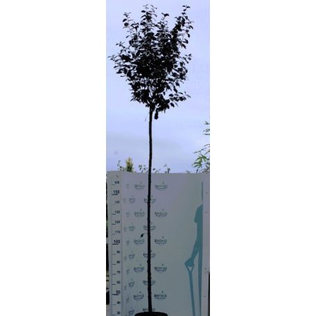 Vérszilva Prunus cerasifera Nigra sf K20 8/10