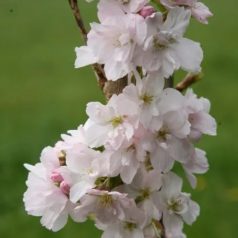   Oszlopos japán díszcseresznye Prunus serrulata Amanogawa K12 125/150