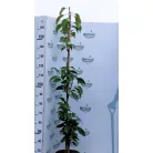 Oszlopos japán díszcseresznye Prunus serrulata Amanogawa K12 125/150