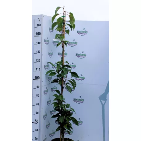 Oszlopos japán díszcseresznye Prunus serrulata Amanogawa K12 125/150