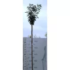 Rózsaszín virágú japán díszcseresznye Prunus serrulata Kanzan K20 10/12