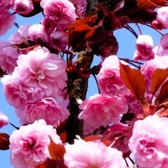   Bordó levelű japán díszcseresznye Prunus serrulata Royal Burgundy K18 8/10