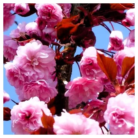 Bordó levelű japán díszcseresznye Prunus serrulata Royal Burgundy K18 8/10