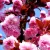 Bordó levelű japán díszcseresznye Prunus serrulata Royal Burgundy K18 8/10