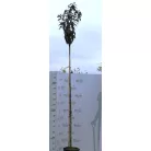 Bordó levelű japán díszcseresznye Prunus serrulata Royal Burgundy K18 8/10