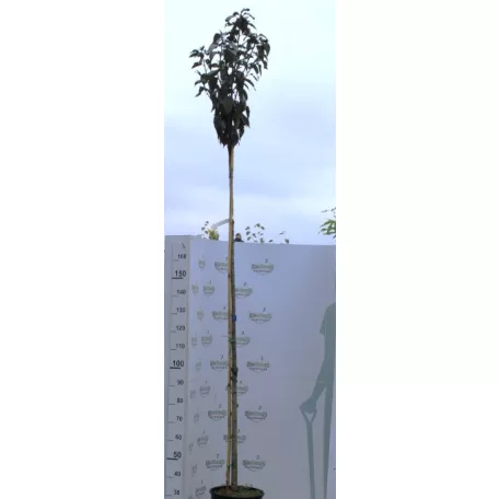 Bordó levelű japán díszcseresznye Prunus serrulata Royal Burgundy K18 8/10