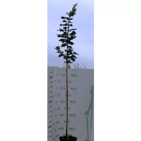 Tilia tomentosa Brabant K25 8/10