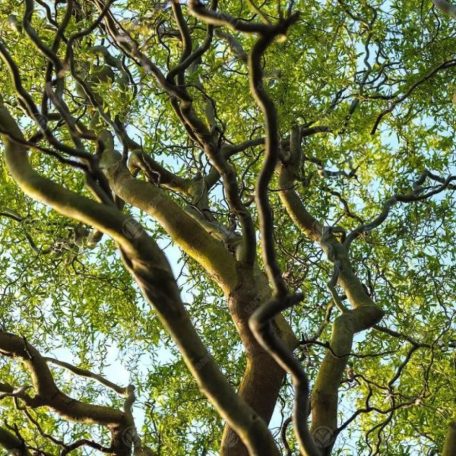 Spirálfűz Salix mats.Tortuosa K12