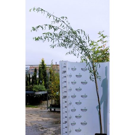 Spirálfűz Salix mats.Tortuosa K12