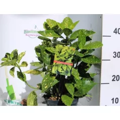 Japán babérsom Aucuba jap. Crotonifolia P17 (2 Ltr)
