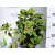 Japán babérsom Aucuba jap. Crotonifolia P17 (2 Ltr)