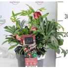 Keleti hunyor Helleborus orientalis Hello Red P17 (2 L