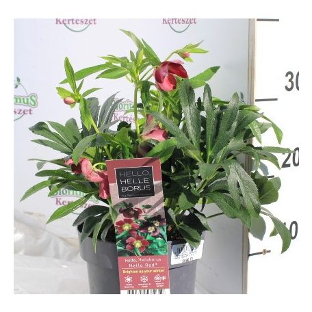 Keleti hunyor Helleborus orientalis Hello Red P17 (2 L