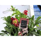 Keleti hunyor Helleborus orientalis Hello Red P17 (2 L