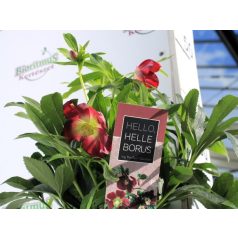 Keleti hunyor Helleborus orientalis Hello Red P17 (2 L