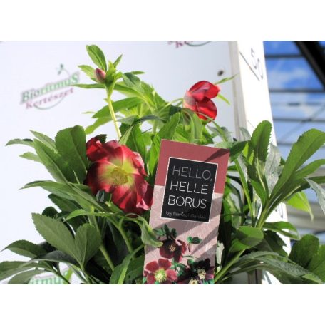 Keleti hunyor Helleborus orientalis Hello Red P17 (2 L