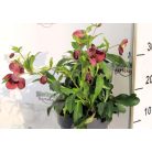 Keleti hunyor Helleborus orientalis Hello Red P17 (2 L
